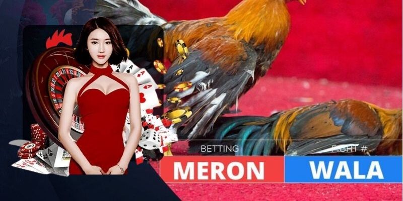 Cửa cược Meron dự đoán đội chủ nhà trong Đá gà V9bet